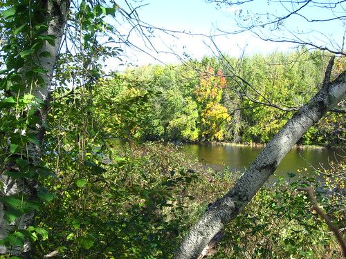 The riverbank through birch trees in autumn